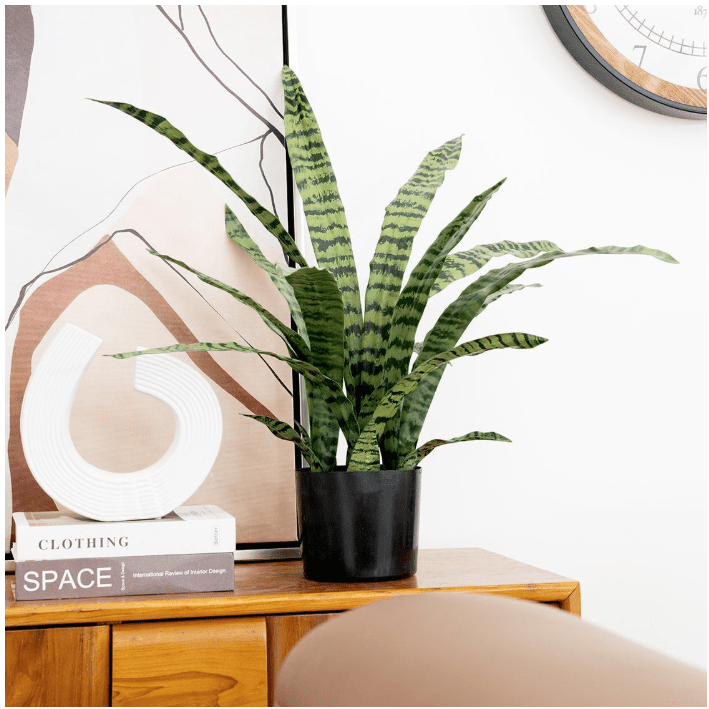 Indoor Plants
